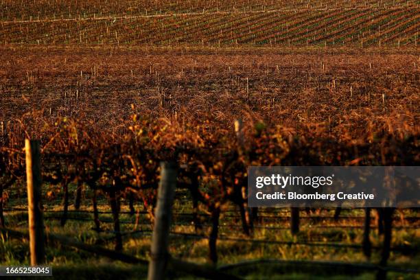 rows of vines in a vineyard - vineyard new south wales stock pictures, royalty-free photos & images