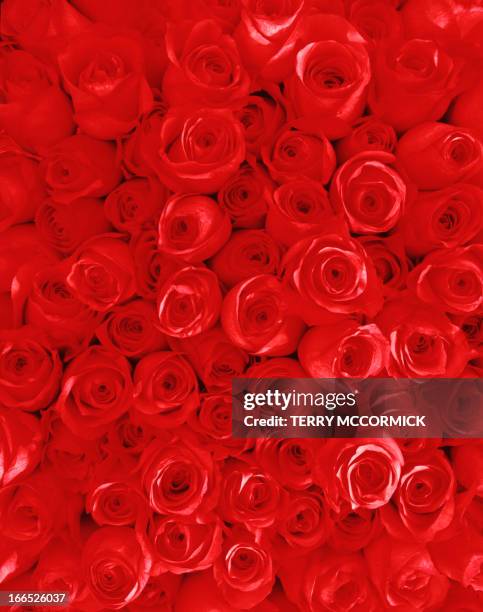 Red Roses High-Res Stock Photo - Getty Images