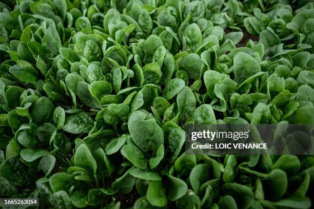 This picture shows spinach grown in a field on a farm in La Planche, western France on August 30, 2023.