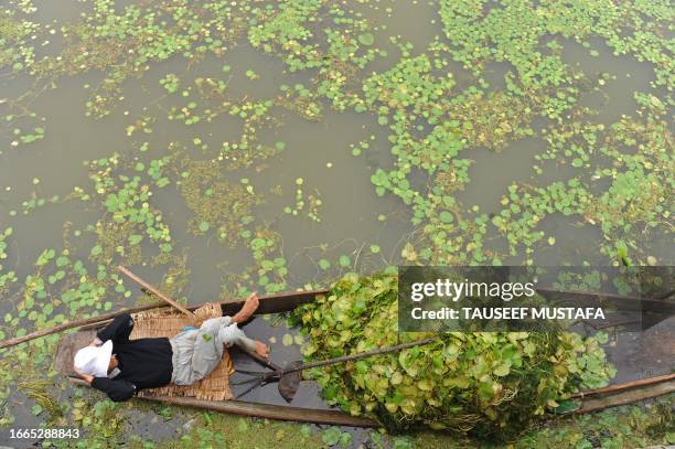 Members of Kashmir's Lakes and Waterways Authority collects weeds lying on the surface of Dal Lake in Srinagar on August 26, 2009. Indian Kashmir is...