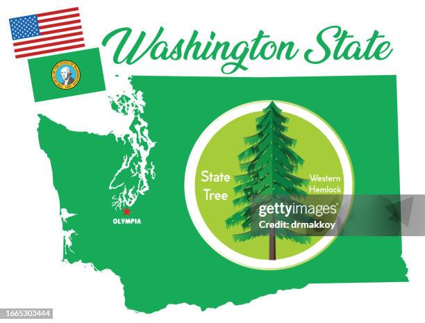 washington state symbols tree, western hemlock - hemlock stock illustrations