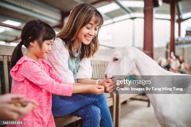 mom & daughter feeding the animal at the animal pen in farm - un giorno nella vita foto e immagini stock