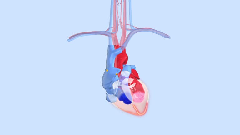 Cardio Animation 753 Blood Circulation Animation Stock Videos, Footage, & 4K Video Clips ...
