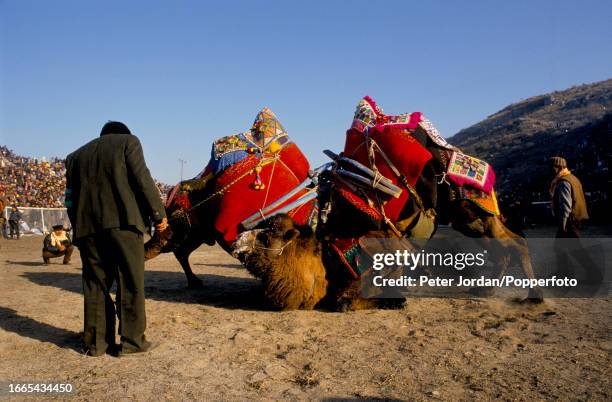 Two camels wrestle as a crowd of spectators watch during the annual Yoruk camel wrestling festival in a stadium beside the ancient city of Ephesus...