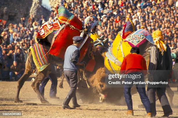 Two camels wrestle as a crowd of spectators watch during the annual Yoruk camel wrestling festival in a stadium beside the ancient city of Ephesus...