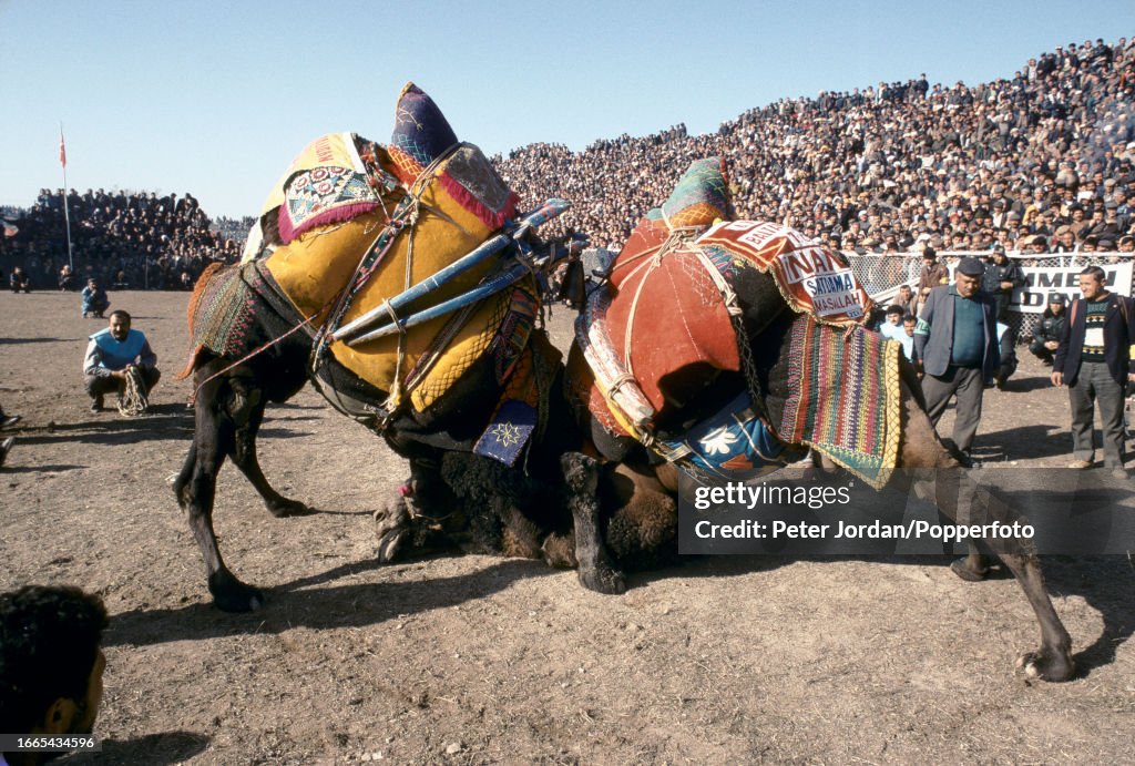 Camel Wrestling Festival In Turkey