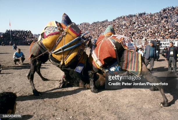 Two camels wrestle as a crowd of spectators watch during the annual Yoruk camel wrestling festival in a stadium beside the ancient city of Ephesus...