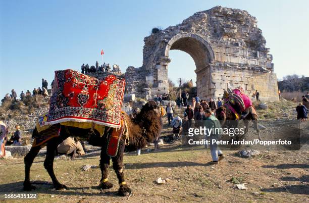 Prize winning camel leaves the arena during the annual Yoruk camel wrestling festival in a stadium beside the ancient city of Ephesus near the town...
