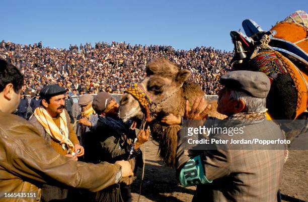 Camel is prepared for a bout as a crowd of spectators watch during the annual Yoruk camel wrestling festival in a stadium beside the ancient city of...