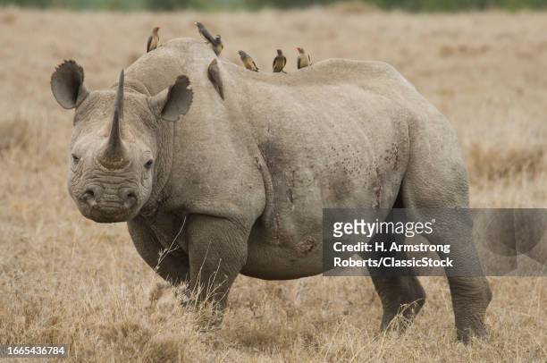2000s White rhino ceratotherium simum looking at camer and red-billed oxpecker tickbirds buphagus erythrorynchus tanzania africa.