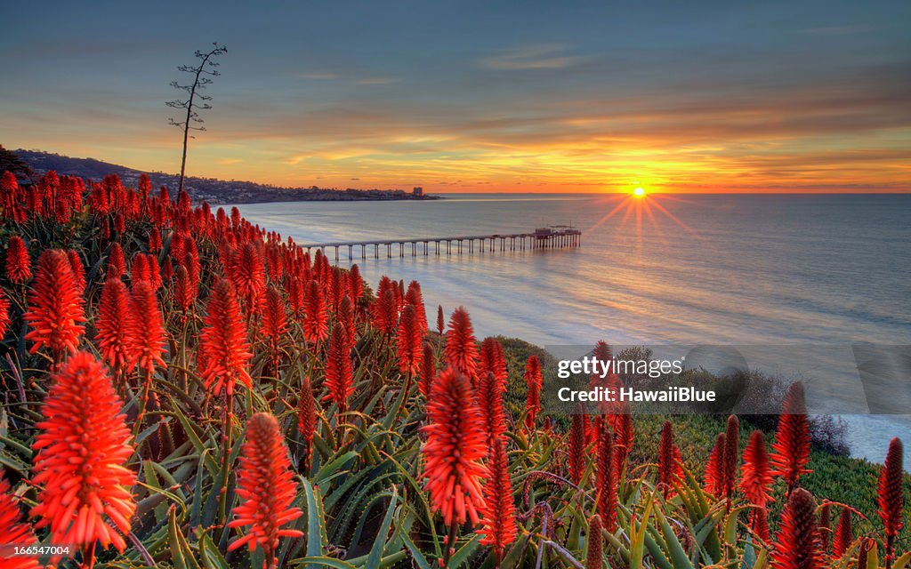 Why are the flowers so red