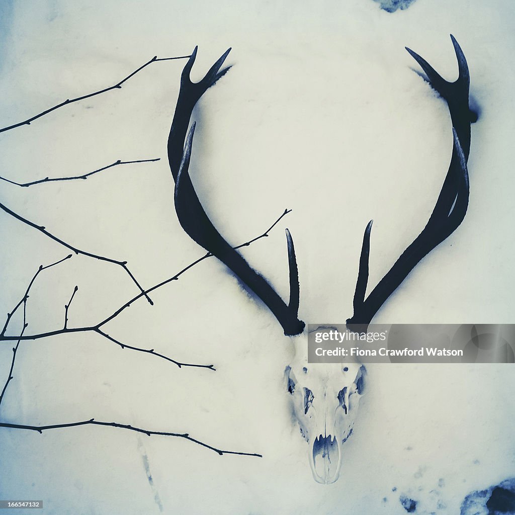 Stag/deer skull and antlers in the snow