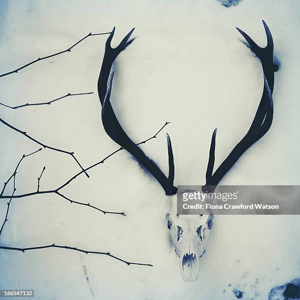 stag/deer skull and antlers in the snow - deer skull stock pictures, royalty-free photos & images