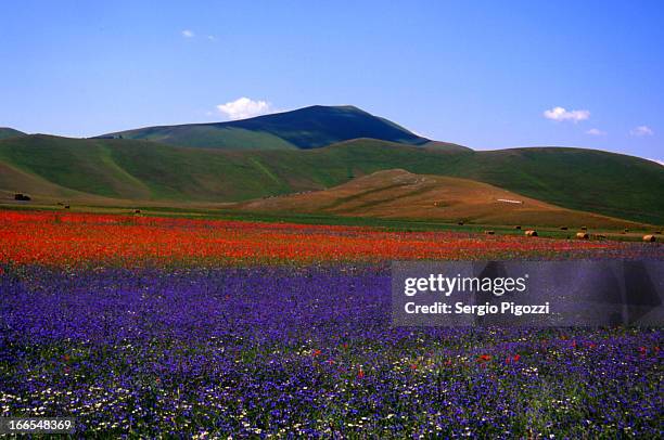 la fioritura a castelluccio di norcia - カステッルッチョ ストックフォトと画像