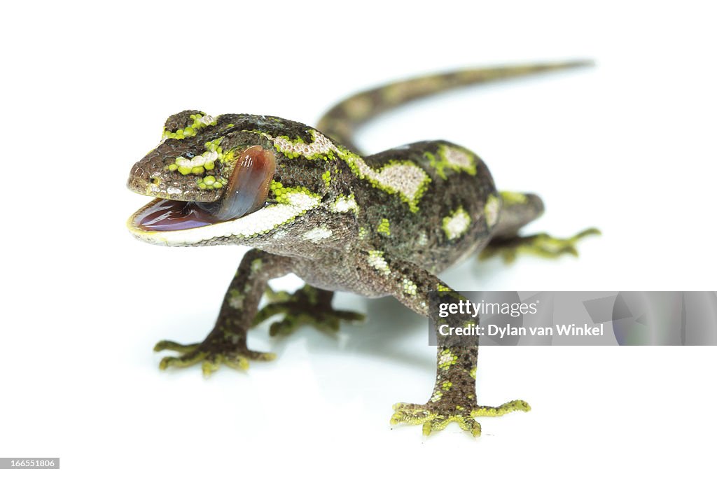 Naultinus gemmeus (Jewelled gecko)