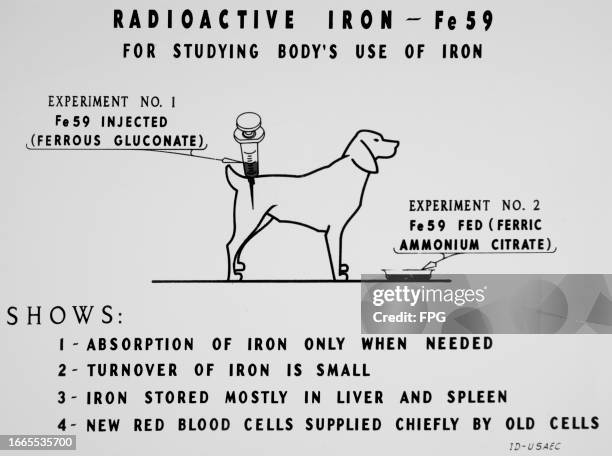 Diagram titled 'Radioactive Iron - Fe 59 - For Studying Body's Use Of Iron' with an image of a large syringe injecting a dog, with captions reading...