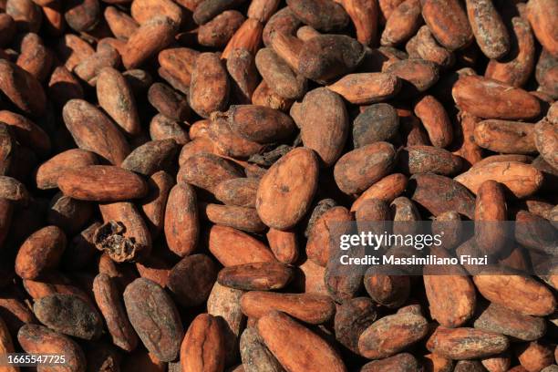 close-up from above of cacao beens to dry on the sun - fruto do cacau imagens e fotografias de stock