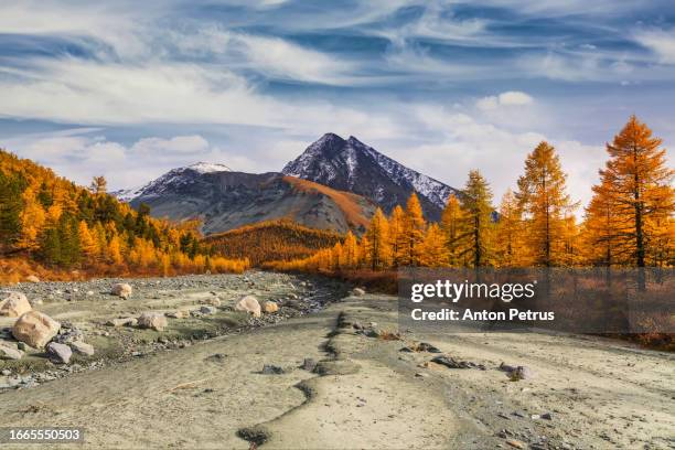 mountain landscape with golden larches in autumn - montagnes altaï photos et images de collection