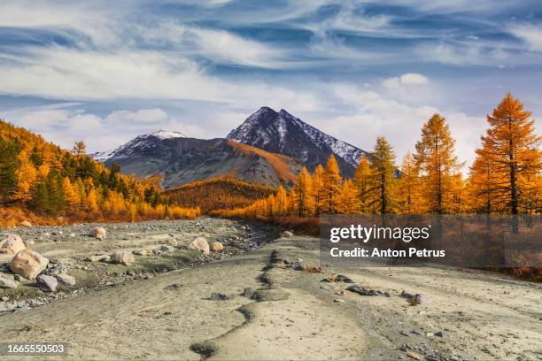 mountain landscape with golden larches in autumn - altai mountains bildbanksfoton och bilder