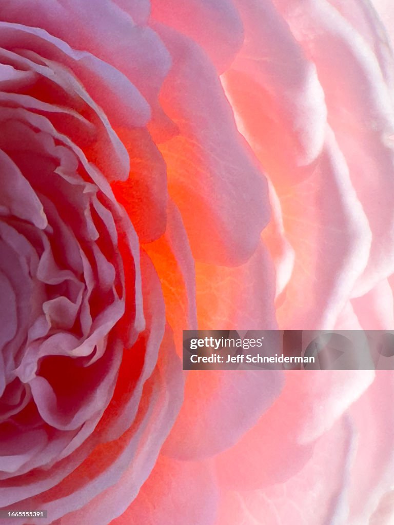 Pink Rose Close-up