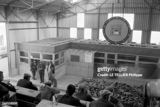 Market Of Saint Pol De Leon In Britain. Bretagne, le 28 juin 1961, le marché de Saint-Pol-de-Léon : les agriculteurs, de dos, assis dans les...