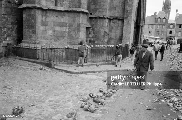 The Artichoke War In Britain. A Saint-Pol-de-Léon en juin 1962. La guerre de l'artichaut éclate, plutôt que de baisser leur prix, 2000 producteurs...