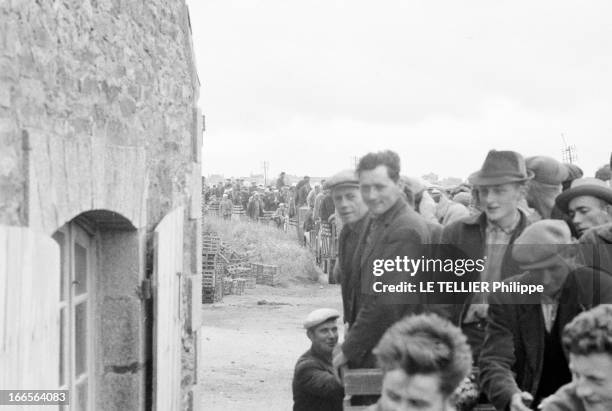 The Artichoke War In Britain. A Saint-Pol-de-Léon en juin 1962. La guerre de l'artichaut éclate, plutôt que de baisser leur prix, 2000 producteurs...