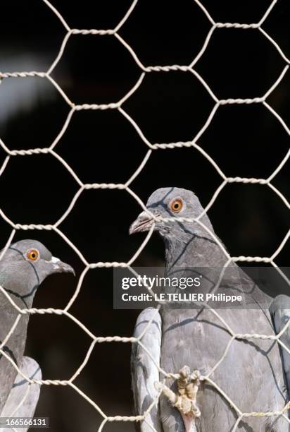 Pigeons Of Paris. Saint-Vincent-de-Tyrosse - 1964 - Lors d'une campagne destinée à réduire le nombre de pigeons à Paris, des bisets capturés dans la...