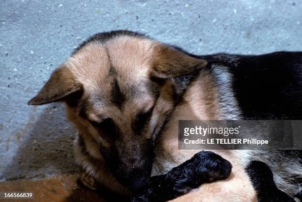 Dogs And Puppies. Une femelle berger-allemand sentant ses chiots nouveaux-nés.