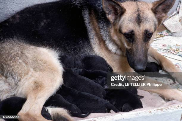 Dogs And Puppies. Une femelle berger-allemand allaitant sa portée de chiots.