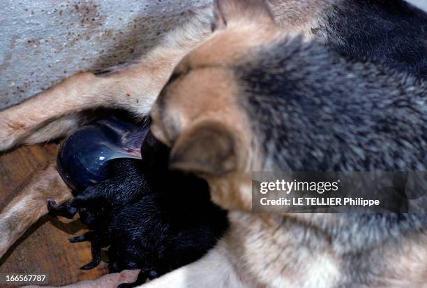 Dogs And Puppies. Une femelle berger-allemand allaitant sa portée de chiots.