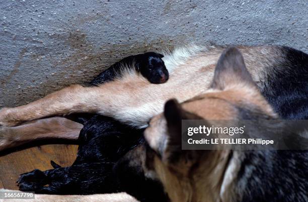 Dogs And Puppies. Une chienne berger-allemand, mettant bas.