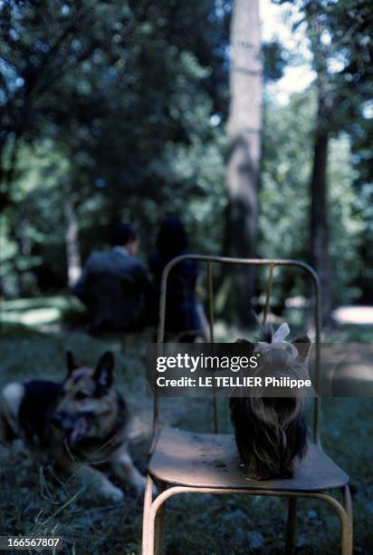 Dogs And Puppies. Dans un jardin, un chien berger allemand couché dans l'herbe près d'une chaise où est posé un yorkshire avec un noeud sur la tête.