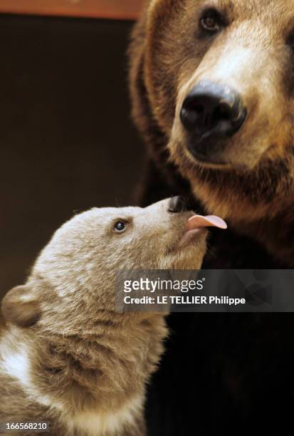 Animals Of Thoiry. A Thoiry, un ourson tendant la langue pour lécher sa mère.