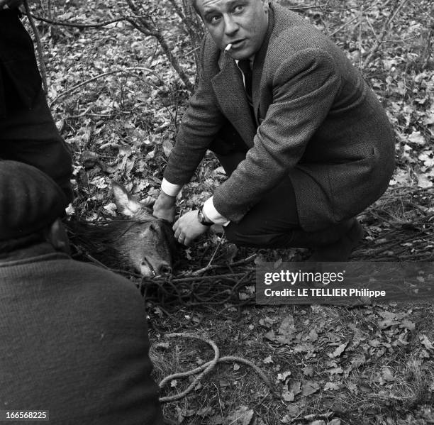 Capture Of Does And Deers In Forest Of Chambord. Dans la forêt de Chambord, le 21 mars 1957, lors d'une opération de capture au filet de biches et de...