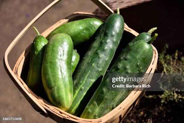basket of fresh picked cucumbers from the garden. - pepino imagens e fotografias de stock