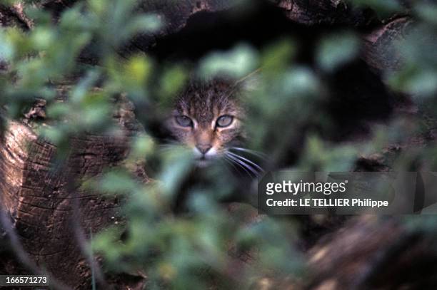 The Protection Of Wild Animals In France. En France, dans la végétation, la tête d'un chat sauvage, caché dans un tronc.
