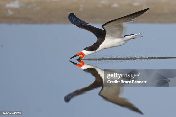 An adult Black Skimmer attempts to catch fish at Nickerson Beach Park on September 04, 2023 in Lido Beach, New York. The south shore of Long Island...