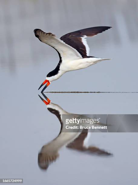 An adult Black Skimmer attempts to catch fish at Nickerson Beach Park on September 04, 2023 in Lido Beach, New York. The south shore of Long Island...