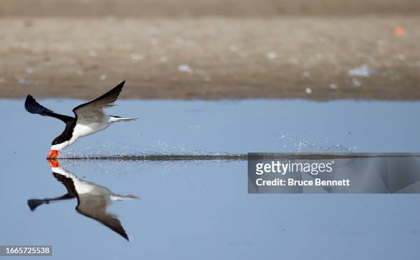 An adult Black Skimmer attempts to catch fish at Nickerson Beach Park on September 04, 2023 in Lido Beach, New York. The south shore of Long Island...