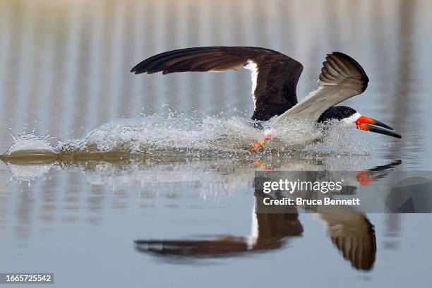 An adult Black Skimmer attempts to catch fish at Nickerson Beach Park on September 04, 2023 in Lido Beach, New York. The south shore of Long Island...