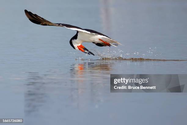 Black Skimmer flies through Nickerson Beach Park on September 04, 2023 in Lido Beach, New York. The south shore of Long Island provides a natural...