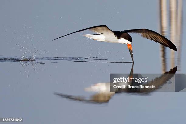 An adult Black Skimmer attempts to catch fish at Nickerson Beach Park on September 04, 2023 in Lido Beach, New York. The south shore of Long Island...