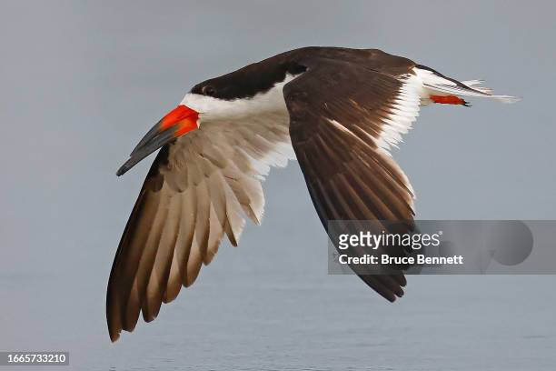 Black Skimmer flies through Nickerson Beach Park on September 04, 2023 in Lido Beach, New York. The south shore of Long Island provides a natural...