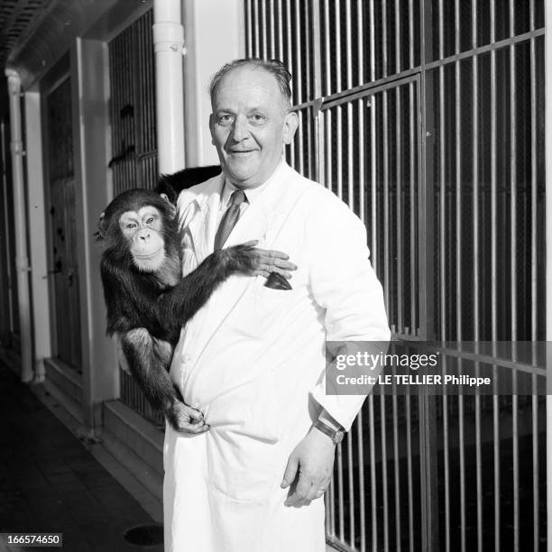 Monkeys Of The Institut Pasteur. Paris, le 1er juillet 1955, un jeune chimpanzé, faisant partie des singes de l'Institut Pasteur dans les bras d'une...