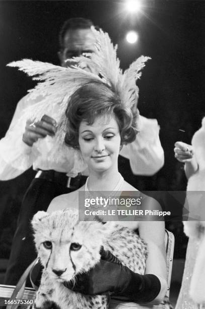 At The Antonio Circus. Paris- 7 Octobre 1959- Au cirque ANTONIO, le Coiffeur posant des plumes sur la chevelure d'une jeune femme en robe longue à...