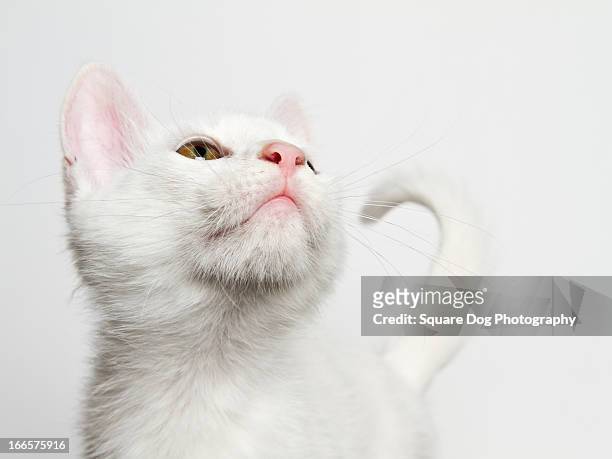 white cat - cat studio stock pictures, royalty-free photos & images