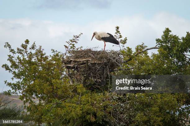 white stork portrait on nest - white stork stock pictures, royalty-free photos & images