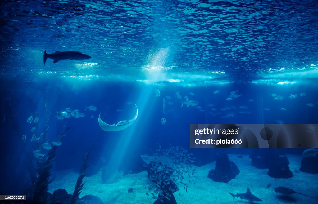 Gran azul pescado en Acuario