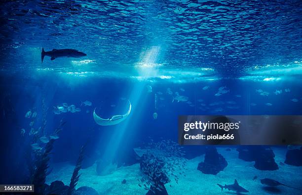 fish in a big blue aquarium - fish tank stock pictures, royalty-free photos & images